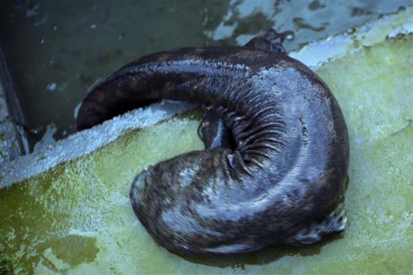 娃娃鱼简介,学名叫做大鲵