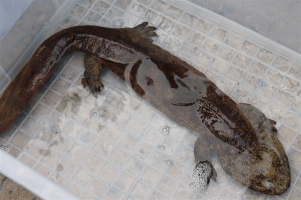 娃娃鱼简介,学名叫做大鲵