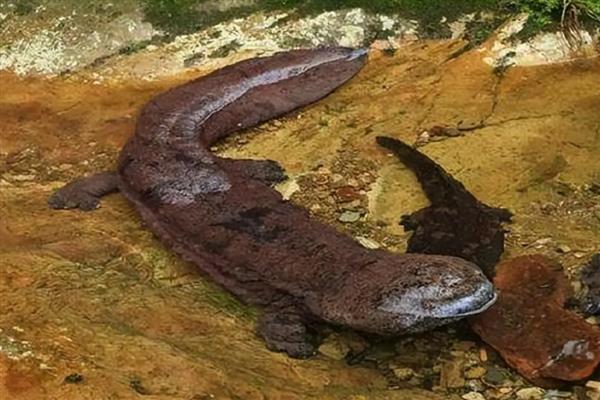 娃娃鱼简介,学名叫做大鲵