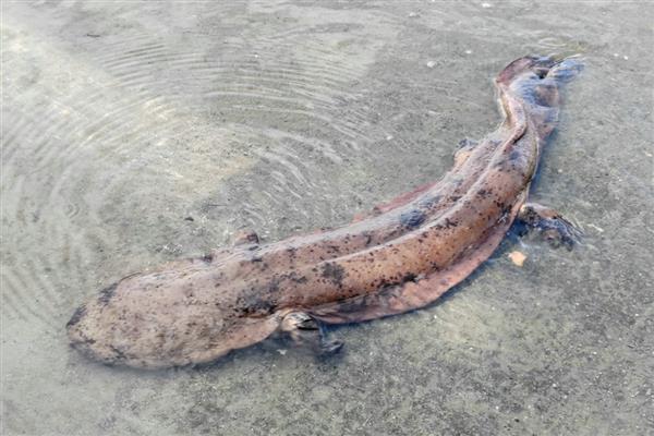 娃娃鱼简介,学名叫做大鲵