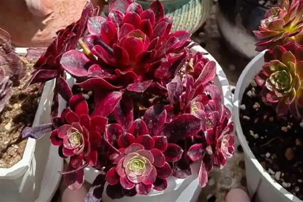 法师多肉怕不怕冷，抗寒能力并不好只能忍受0℃的低温