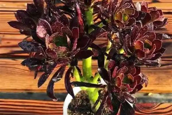 法师多肉怕不怕冷，抗寒能力并不好只能忍受0℃的低温
