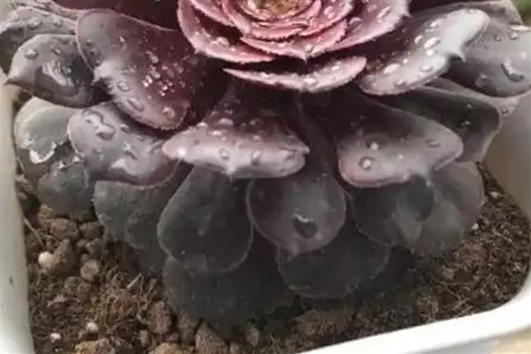 法师多肉怕不怕冷，抗寒能力并不好只能忍受0℃的低温