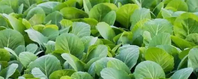 小白菜简介，别称青菜、油菜、鸡毛菜等