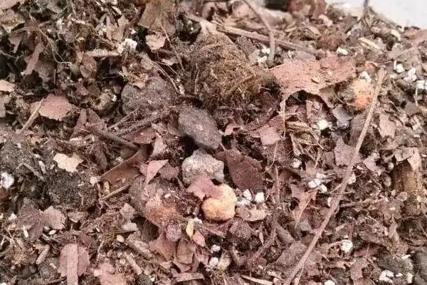 培养土与营养土有什么区别,前者指一般土壤、后者是混合土壤