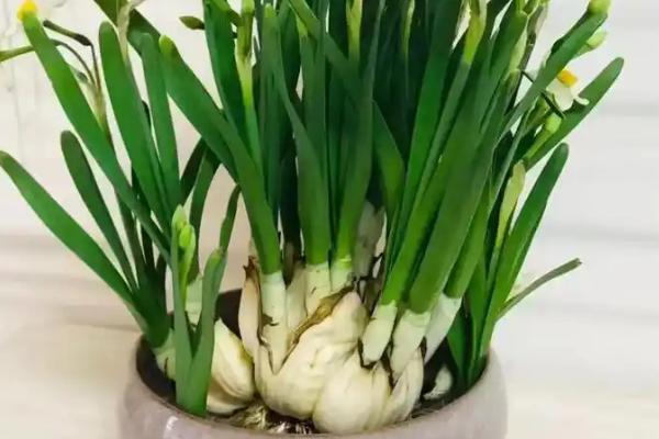 如何种植洋水仙种球，最佳种植温度为18-25度