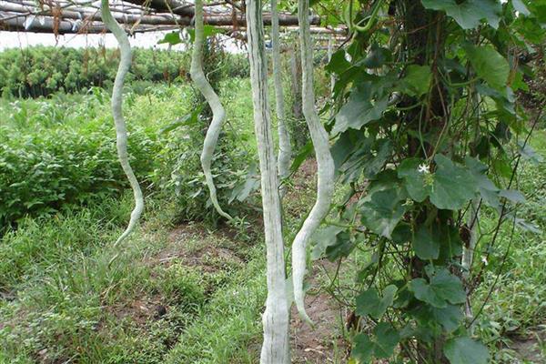 蛇豆角怎么种植，用温水浸种后再均匀撒播并覆膜
