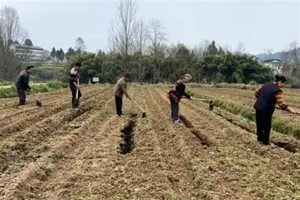 蛇豆角怎么种植，用温水浸种后再均匀撒播并覆膜