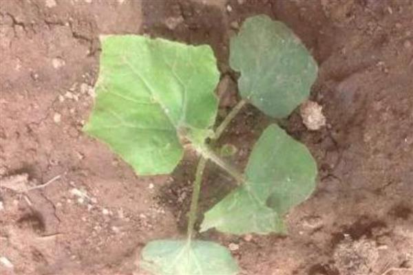 蛇豆角怎么种植，用温水浸种后再均匀撒播并覆膜