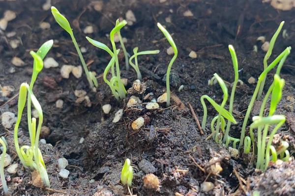 香菜从种植到收获需要多久，一般经过40-60天左右就可以采收