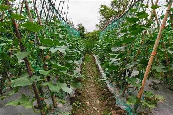 蛇豆角怎么种植，用温水浸种后再均匀撒播并覆膜