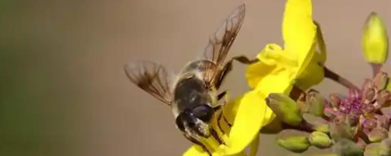 十一月份蜜蜂还会分蜂吗,我国南方低海拔地区可以