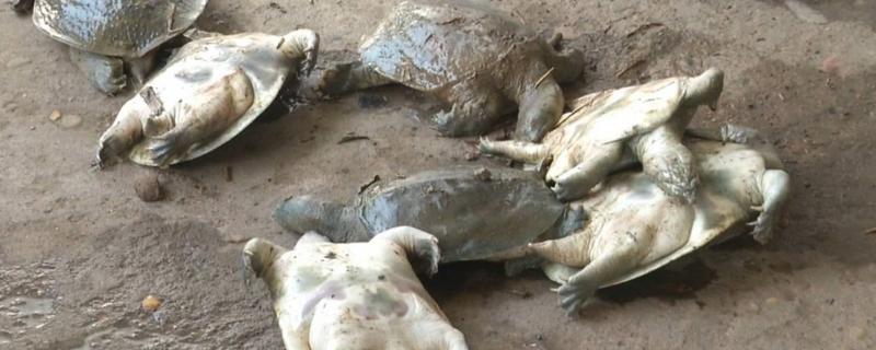 甲鱼越冬后死亡的症状，有些会浮在水面上