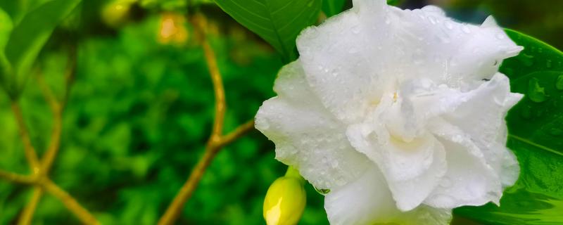 水晶茉莉如何扦插，在每年的6-7月份进行