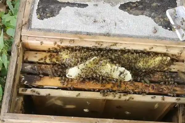 十一月份蜜蜂还会分蜂吗，我国南方低海拔地区可以