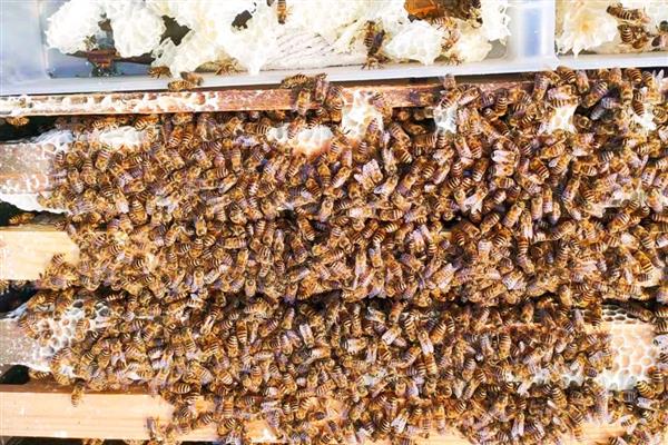 十一月份蜜蜂还会分蜂吗，我国南方低海拔地区可以