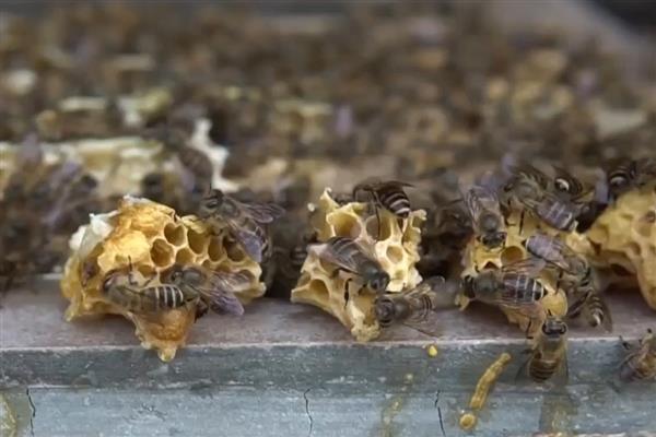十一月份蜜蜂还会分蜂吗，我国南方低海拔地区可以