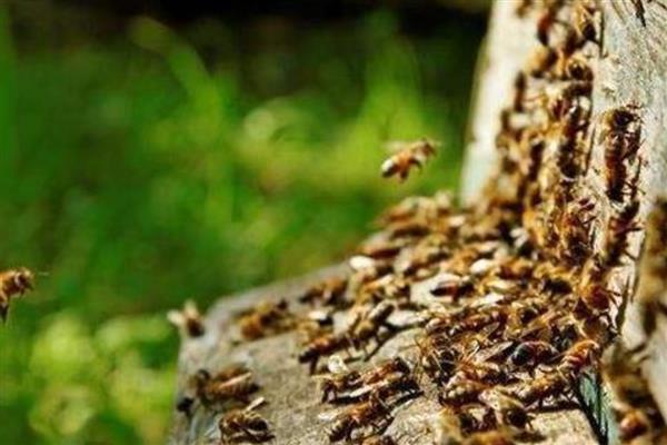 十一月份蜜蜂还会分蜂吗，我国南方低海拔地区可以