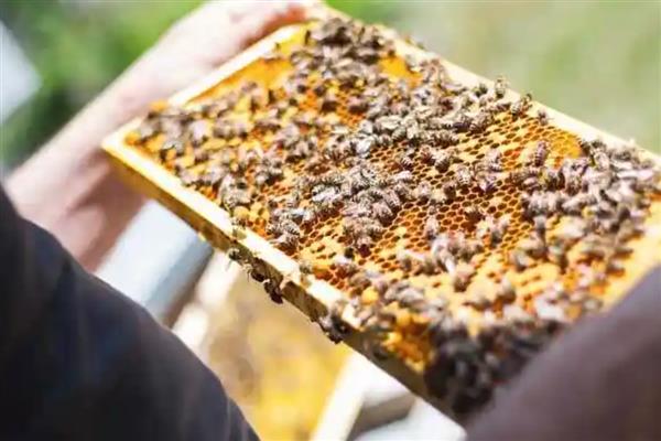 十一月份蜜蜂还会分蜂吗，我国南方低海拔地区可以