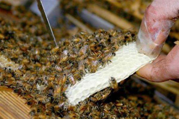 十一月份蜜蜂还会分蜂吗，我国南方低海拔地区可以