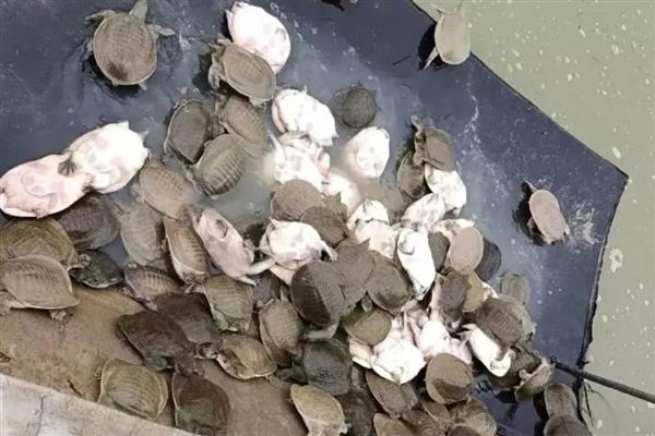 甲鱼越冬后死亡的症状，有些会浮在水面上