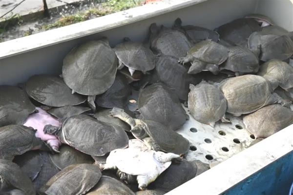 甲鱼越冬后死亡的症状，有些会浮在水面上