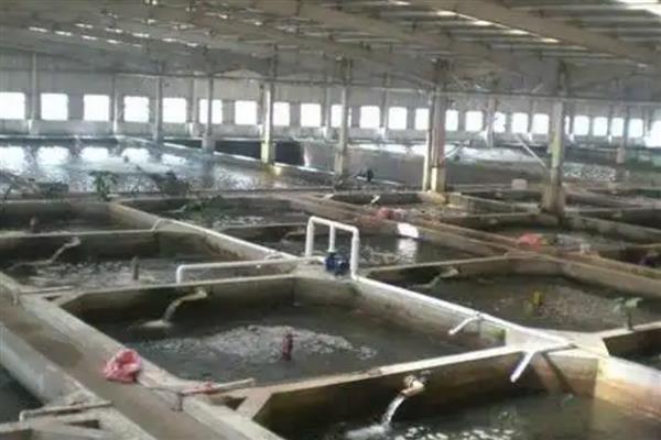 甲鱼越冬后死亡的症状，有些会浮在水面上