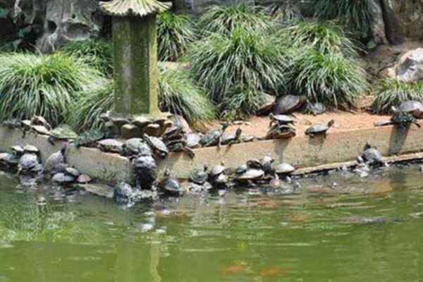 甲鱼越冬后死亡的症状，有些会浮在水面上
