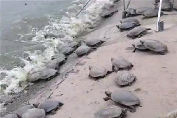 甲鱼越冬后死亡的症状，有些会浮在水面上