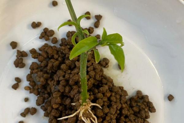 水晶茉莉如何扦插，在每年的6-7月份进行