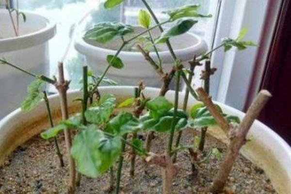 水晶茉莉如何扦插，在每年的6-7月份进行