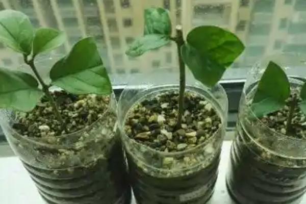 水晶茉莉如何扦插，在每年的6-7月份进行
