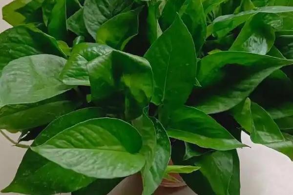 绿萝有没有毒，汁液带有毒性