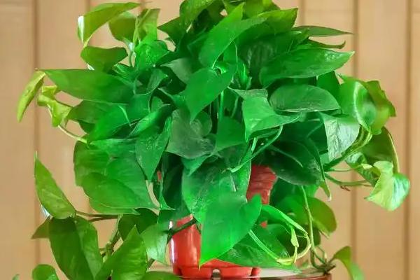 绿萝有没有毒，汁液带有毒性