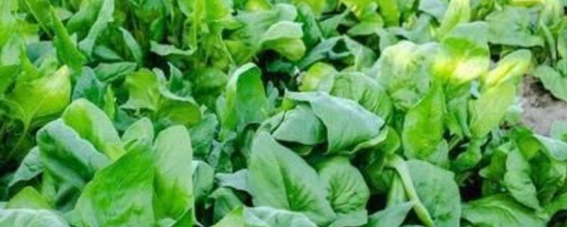 菠菜怎么高产,播种前要施入充足的基肥