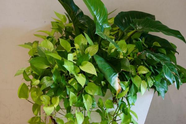 绿萝有没有毒，汁液带有毒性