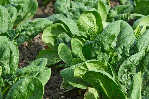 菠菜怎么高产,播种前要施入充足的基肥