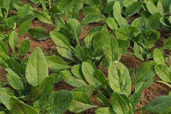 菠菜怎么高产,播种前要施入充足的基肥