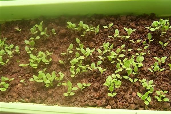 菠菜怎么高产,播种前要施入充足的基肥