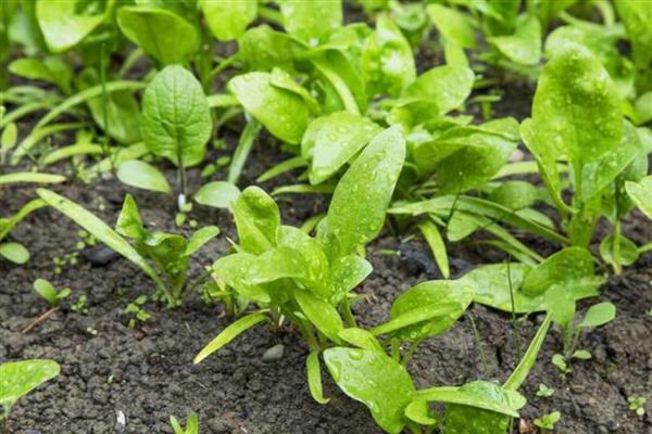 菠菜怎么高产,播种前要施入充足的基肥