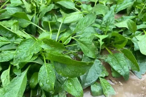 菠菜怎么高产,播种前要施入充足的基肥