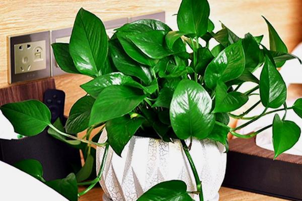 绿萝有没有毒，汁液带有毒性