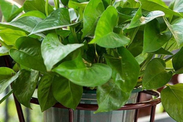 绿萝有没有毒，汁液带有毒性