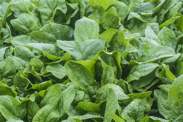 菠菜怎么高产,播种前要施入充足的基肥