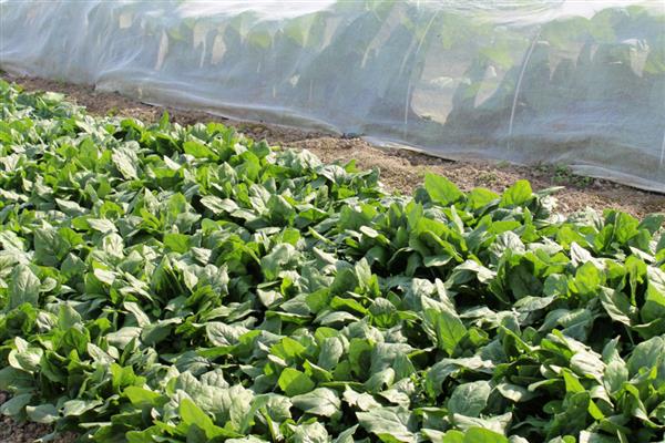 菠菜怎么高产,播种前要施入充足的基肥