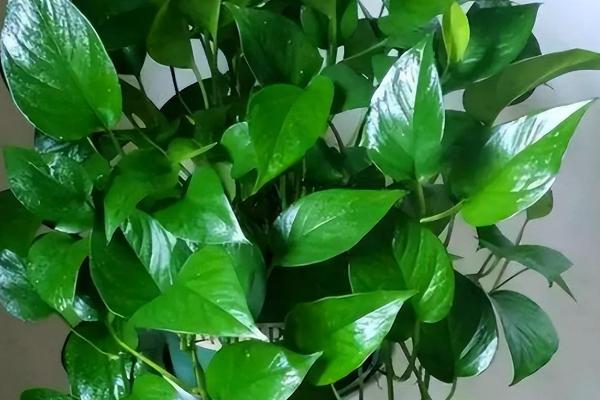 绿萝有没有毒，汁液带有毒性