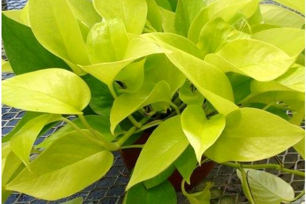 绿萝有没有毒，汁液带有毒性