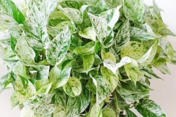 绿萝有没有毒，汁液带有毒性