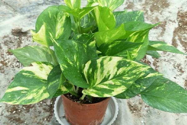 绿萝有没有毒，汁液带有毒性