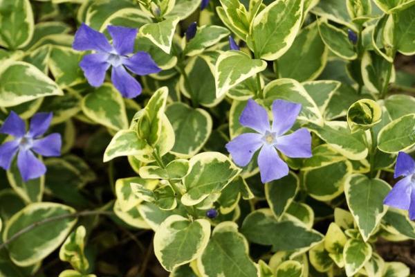 绿萝有没有毒，汁液带有毒性